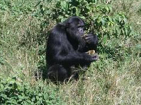 Short tour of Kruger Park, South Africa