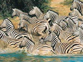 Short tour of Kruger Park, South Africa