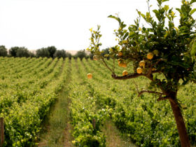 Sicily cooking and culture holiday, Italy