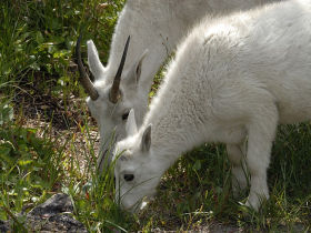 Rocky Mountains wildlife holiday, USA