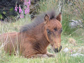 Dartmoor walking holiday in Devon, England