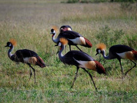 Gorilla safari holiday in Uganda
