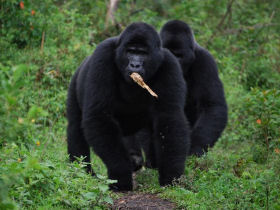 Gorilla safari holiday in Uganda