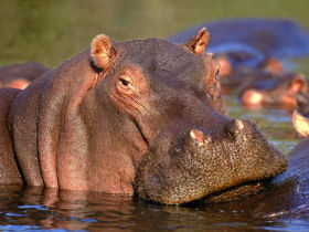 Gorilla safari holiday in Uganda