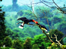Hornbills