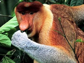 Proboscis monkey