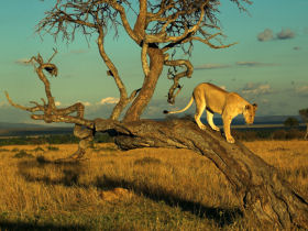 Luxury Kenya safari