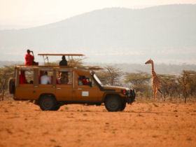 Luxury honeymoon safari in Kenya