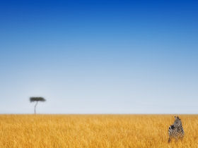 Luxury honeymoon safari in Kenya