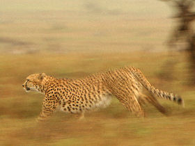 Off the beaten track luxury Kenya safari