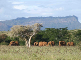 Coast and overland safari in Kenya