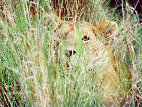 Coast and overland safari in Kenya