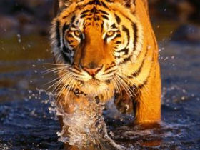 Tiger photography tour in India