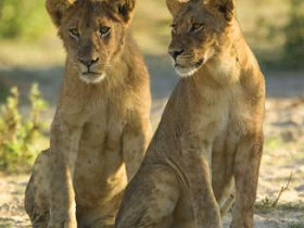 Zimbabwe holiday, wildlife tour
