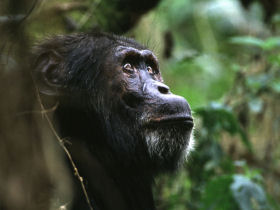 Uganda wildlife holiday