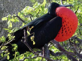 Galapagos photography holiday