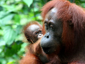Borneo and Bali holiday