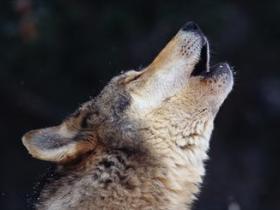 Sweden wolf tracking tour