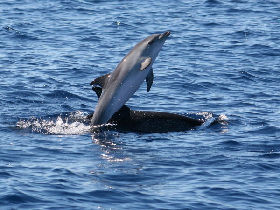Teacher training holiday, whale and dolphin research