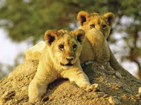Short tour of Kruger Park, South Africa