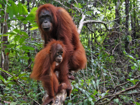 Borneo cruising holiday
