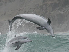 Volunteering with dolphins in Peru