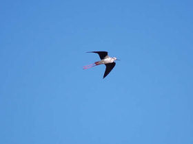Birdwatching holiday in Andalucia