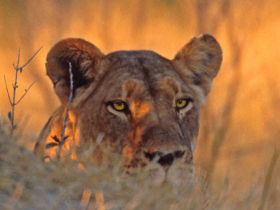South Africa wildlife reserves conservation expedition