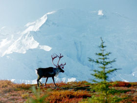 Holiday in Alaska, wildlife and wilderness