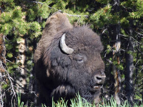 Rocky Mountains wildlife holiday, USA