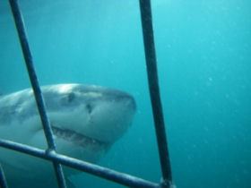 Shark conservation in South Africa