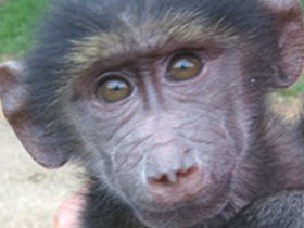 Volunteer with monkeys in South Africa