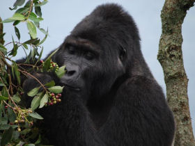 Gorilla safari holiday in Uganda