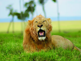 Tanzania safari