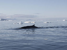Greenland and Canada Arctic cruise