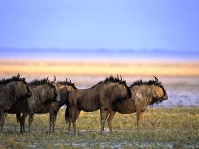 Tanzania  luxury safari