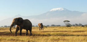 View of Kilimanjaro