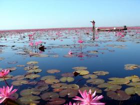 lotus lake trip on the villa's boat