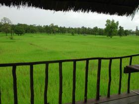The villa's rice paddies