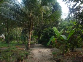 palmgrove -farm