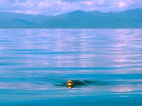 Sea Turtle In front of Saladero