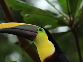 Chestnut-mandibled Toucan