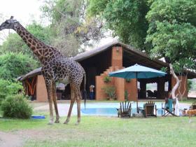 Bar and pool area
