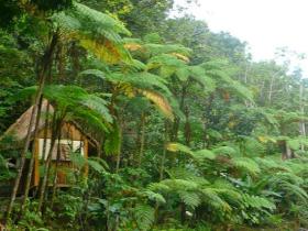 Dominca rainforest eco lodge