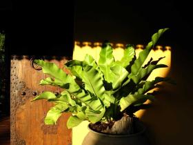 Antique details