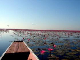 The local lotus lake