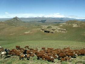 We are a working cattle ranch running Hereford cattle