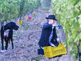 Messy overseeing Charlotte picking grapes