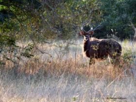 One of our nyala bulls greets us as we enter the lodge