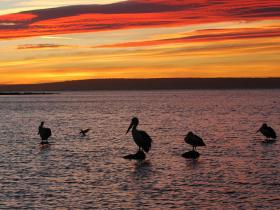Waterviews and birdlife